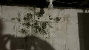 Selling a House with Mold in NJ? It’s Easier Than You Think